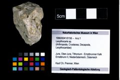 Foto (Objekt + Etikett) von Lecythocaris sp.  (NHMW-GEO-1990-0041-0156)